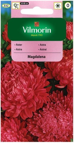 Aster chiński peoniowy MAGDALENA Purpurowy VILMORIN