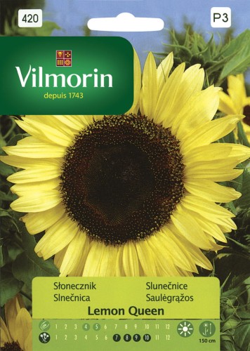 Słonecznik kwiatowy Lemon Queen VILMORIN