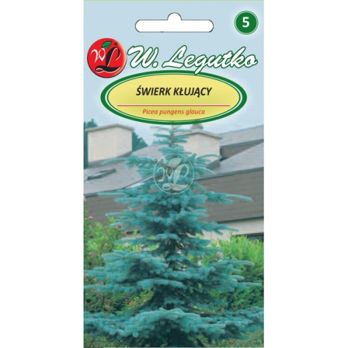 Świerk kłujący Srebny drzewo wolnorosnące LEGUTKO