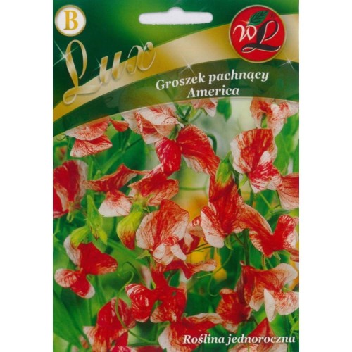 Groszek pachnący AMERICA LEGUTKO