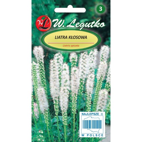 Liatra kłosowa BIAŁA LEGUTKO