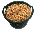 Cebula Dymka ozima zimowa SENSHYU YELLOW 8-21mm 0,5kg