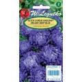 Aster chiński karłowy Milady Deep Blue NIEBIESKI 1g  LEGUTKO
