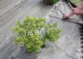 Agrotkanina zielona MOCNA 100g/m2 1,6m/mb