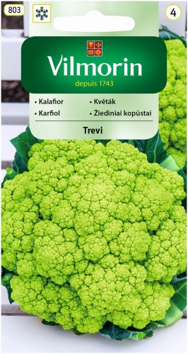 Kalafior Trevi zielony F1 0,1g VILMORIN