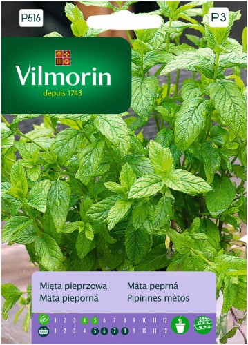 Mięta pieprzowa- zioła wieloletnie 1g VILMORIN 