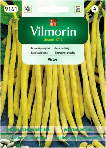 Fasola szparagowa żółta Victor 20g VILMORIN