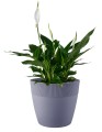Doniczka plastikowa DORIS 21cm BORDOWA