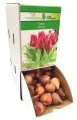 Tulipan Tulipa Spryng cebulka 1szt