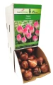 Tulipan Sinfonie cebulka 1szt