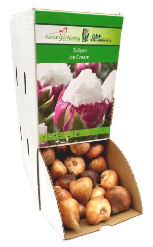 Tulipan Tulipa Ice Cream cebulka 1szt