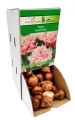 Tulipan Tulipa Queensland cebulka 1szt