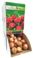 Tulipan Pamplona cebulka 1szt 