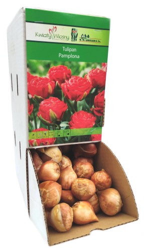 Tulipan Pamplona cebulka 1szt 