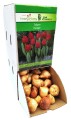 Tulipan Tulipa Escape cebulka 1szt