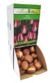 Tulipan Tulipa Amsterdam cebulka 1szt