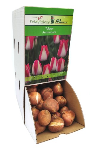 Tulipan Tulipa Amsterdam cebulka 1szt