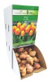Tulipan Ice Lolly  cebulka 1szt