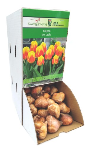 Tulipan Ice Lolly  cebulka 1szt