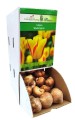 Tulipan Washington cebulka 1szt