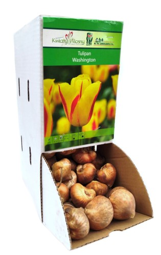 Tulipan Washington cebulka 1szt