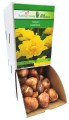 Tulipan Gold Rush cebulka 1szt