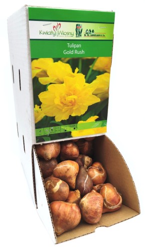 Tulipan Gold Rush cebulka 1szt