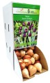 Tulipan Tulipa Queen of Night cebulka 1szt