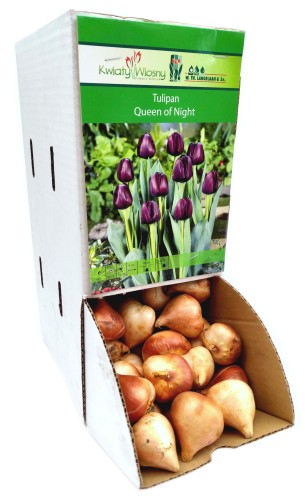 Tulipan Tulipa Queen of Night cebulka 1szt