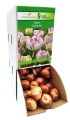 Tulipan Tulipa Cartouche cebulka 1szt