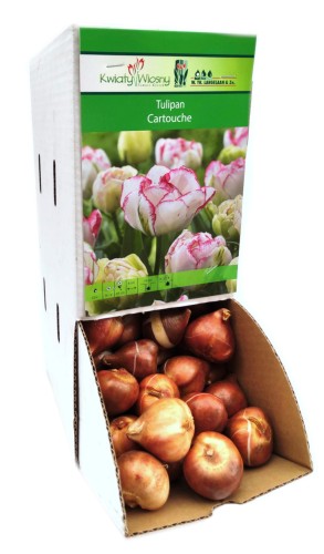 Tulipan Tulipa Cartouche cebulka 1szt
