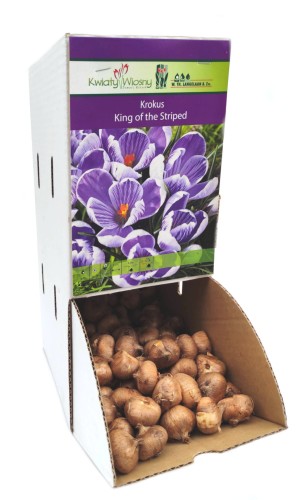 Krokus King of The Striped cebulka 1szt