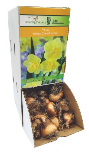 Narcyz Narcissus Yellow Cheerfulness cebulka 1szt