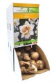 Narcyz Narcissus Replete cebulka 1szt