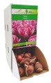Tulipan Tulipa Foxtrot cebulka 1szt