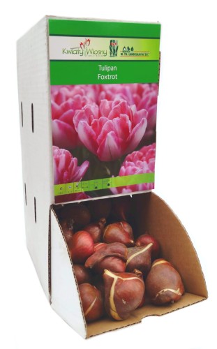Tulipan Tulipa Foxtrot cebulka 1szt