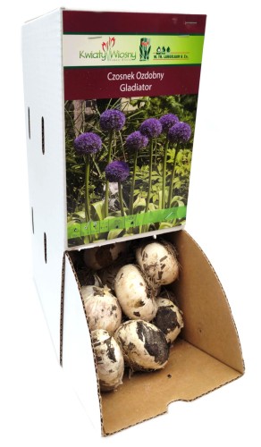 Czosnek ozdobny Allium Gladiator cebulka 1szt