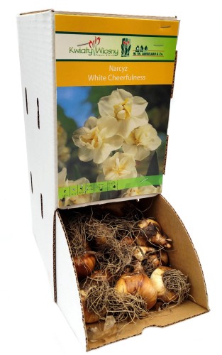 Narcyz Narcissus White Cheerfulness cebulka 1szt