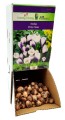 Krokus Crocus Prins Claus cebulka 1szt