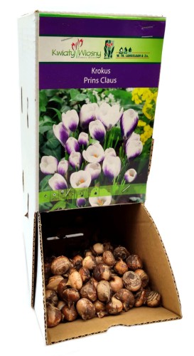 Krokus Crocus Prins Claus cebulka 1szt