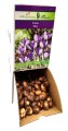 Krokus Crocus Yalta cebulka 1szt