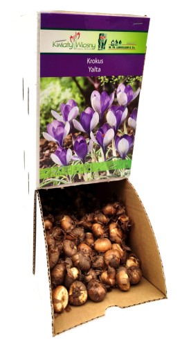 Krokus Crocus Yalta cebulka 1szt