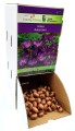 Krokus Crocus Ruby Giant cebulka 1szt