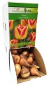 Tulipan Tulipa Candy Corner cebulka 1szt