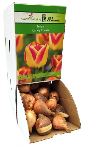 Tulipan Tulipa Candy Corner cebulka 1szt