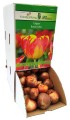 Tulipan Banja Luka cebulka 1szt