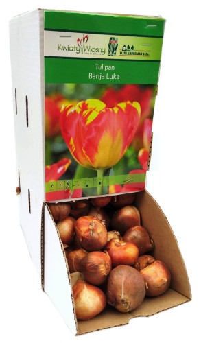 Tulipan Banja Luka cebulka 1szt