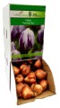 Tulipan Tulipa Flaming Flag cebulka 1szt
