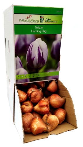 Tulipan Tulipa Flaming Flag cebulka 1szt