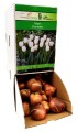 Tulipan Tulipa Clearwater cebulka 1szt